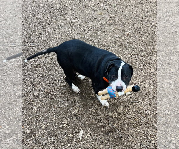 Medium Photo #2 Mutt Puppy For Sale in Clarkesville, GA, USA