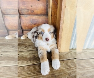Australian Shepherd Puppy for sale in EXETER, MO, USA