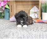 Small #4 Shih Tzu