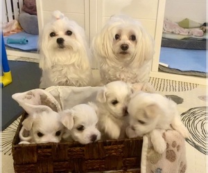 Father of the Maltese puppies born on 01/21/2026