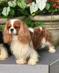 Father of the Cavalier King Charles Spaniel puppies born on 01/10/2019