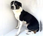Small #1 American Pit Bull Terrier Mix
