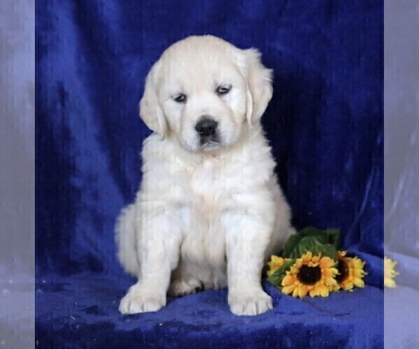 Medium Photo #4 English Cream Golden Retriever Puppy For Sale in MYERSTOWN, PA, USA