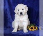 Small Photo #4 English Cream Golden Retriever Puppy For Sale in MYERSTOWN, PA, USA
