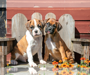 Boxer Litter for sale in TOPEKA, IN, USA