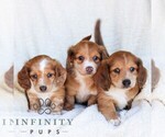 Small #1 Dachshund