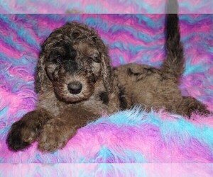 Labradoodle Puppy for sale in LA HABRA, CA, USA