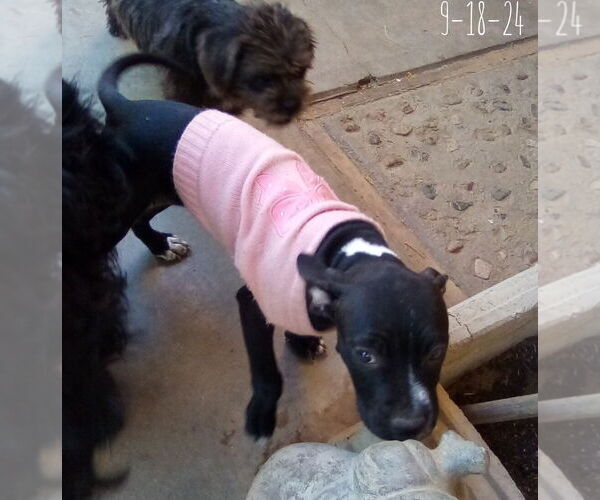 Medium Photo #6 Bulldog-Unknown Mix Puppy For Sale in Apple Valley, CA, USA