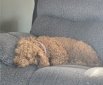 Small Photo #1 Miniature Labradoodle Puppy For Sale in ROMULUS, MI, USA
