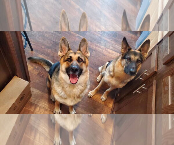 Medium Photo #4 German Shepherd Dog Puppy For Sale in Roseville, MN, USA