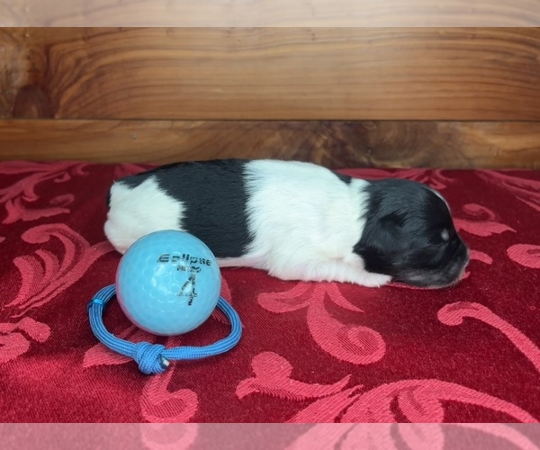 Medium Photo #8 Schnauzer (Miniature) Puppy For Sale in BIG CABIN, OK, USA