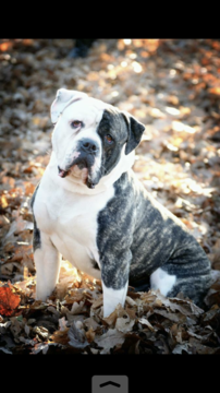 Medium Photo #1 American Bulldog Puppy For Sale in EDGEWOOD, IL, USA