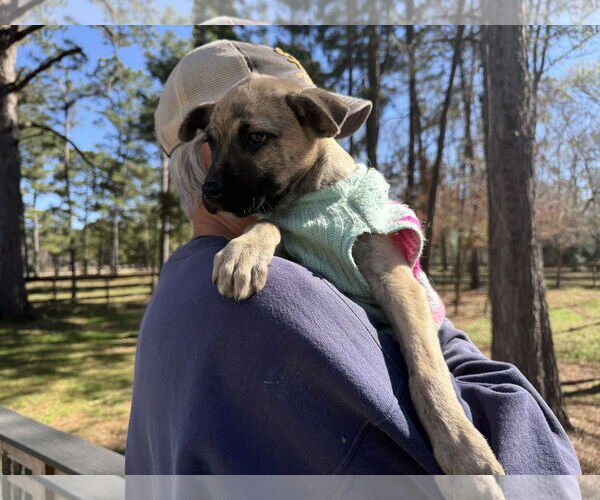 Medium Photo #4 Black Mouth Cur-Labrador Retriever Mix Puppy For Sale in The Woodlands, TX, USA