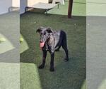 Small #8 Labrador Retriever Mix