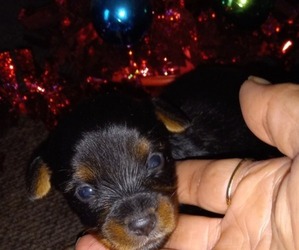 Yorkshire Terrier Puppy for sale in HOUSTON, TX, USA