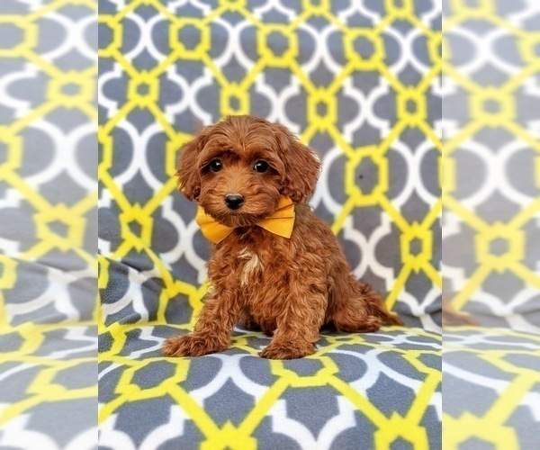 Medium Photo #2 Poodle (Miniature) Puppy For Sale in OXFORD, PA, USA
