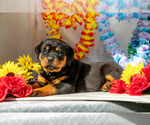 Puppy Oakley Rottweiler