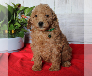 Goldendoodle-Poodle (Miniature) Mix Puppy for sale in PARADISE, PA, USA