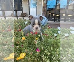 Small #1 Faux Frenchbo Bulldog