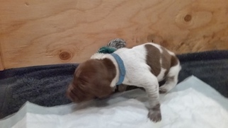 German Shorthaired Pointer Puppy for sale in FORKS, WA, USA