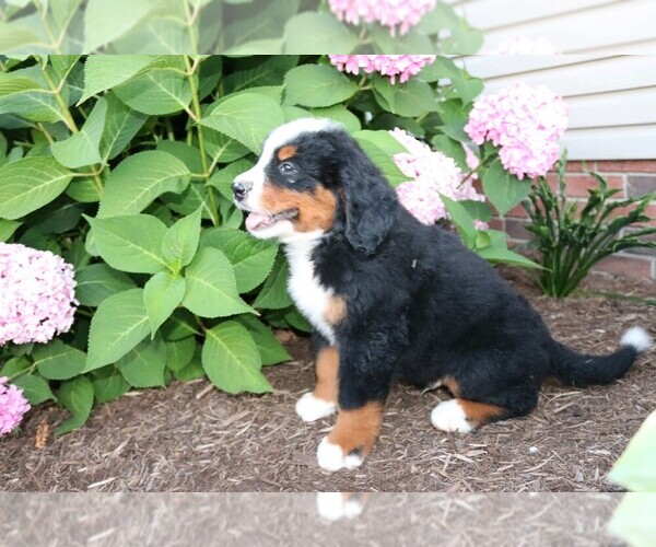 Medium Photo #2 Bernese Mountain Dog Puppy For Sale in WOOSTER, OH, USA