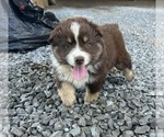 Small Miniature Australian Shepherd