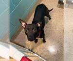 Small #3 Labrador Retriever Mix