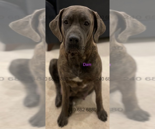 Medium Photo #1 Cane Corso Puppy For Sale in LA PLATA, MD, USA