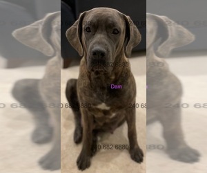 Mother of the Cane Corso puppies born on 07/03/2025
