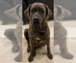 Small Photo #1 Cane Corso Puppy For Sale in LA PLATA, MD, USA