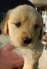Golden Retriever Puppy for sale in GLENWOOD CITY, WI, USA