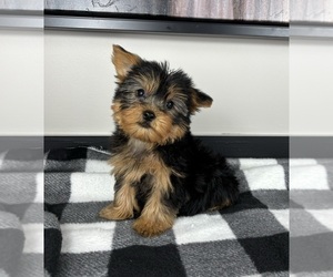 Yorkshire Terrier Puppy for sale in FRANKLIN, IN, USA