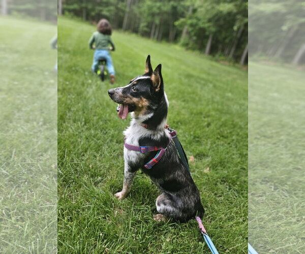 Medium Photo #2 Mutt Puppy For Sale in Garden City, NY, USA