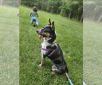 Small #1 Mutt