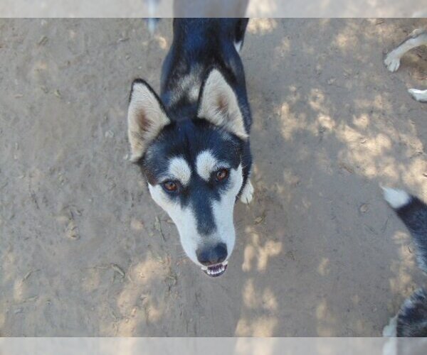 Medium Photo #7 Siberian Husky Puppy For Sale in Pacific grove , CA, USA