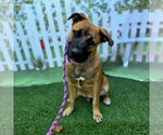Small Bullmastiff-German Shepherd Dog Mix