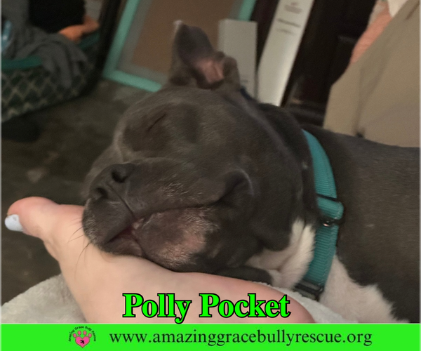 Medium Photo #3 American Bulldog Puppy For Sale in Milton, FL, USA