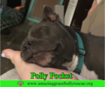 Small #2 American Bulldog