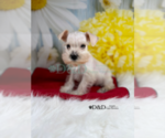 Small Photo #3 Schnauzer (Miniature) Puppy For Sale in RIPLEY, MS, USA