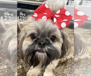 Mother of the Shih Tzu puppies born on 07/10/2026