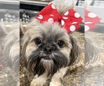 Small Photo #1 Shih Tzu Puppy For Sale in STANFIELD, NC, USA