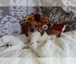 Small #9 Dachshund