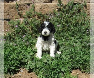 Goldendoodle Puppy for sale in CHAMA, NM, USA