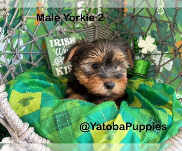 Medium Photo #1 Yorkshire Terrier Puppy For Sale in CENTER HILL, FL, USA
