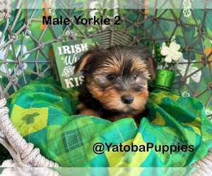 Yorkshire Terrier Puppy for sale in CENTER HILL, FL, USA