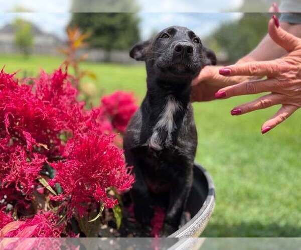 Medium Photo #3 Mutt Puppy For Sale in Stevens Point, WI, USA
