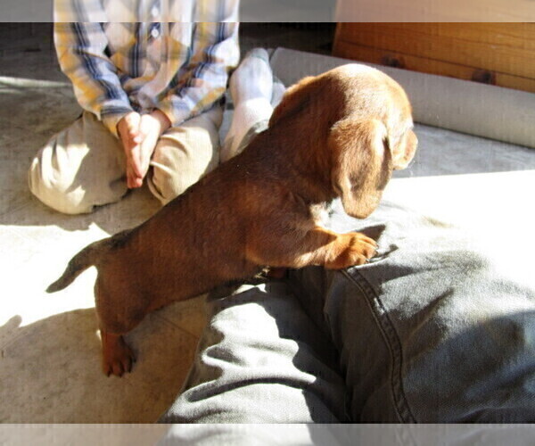 Medium Photo #7 Dachshund Puppy For Sale in OWEN, WI, USA