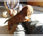 Small Photo #7 Dachshund Puppy For Sale in OWEN, WI, USA