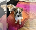 Small Photo #2 Akita-Australian Shepherd Mix Puppy For Sale in NEWPORT NEWS, VA, USA