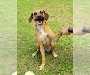 Black Mouth Cur Dogs for adoption in Mobile, AL, USA